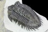 Triple Coltraneia Trilobite Association - Huge Faceted Eyes #87581-2